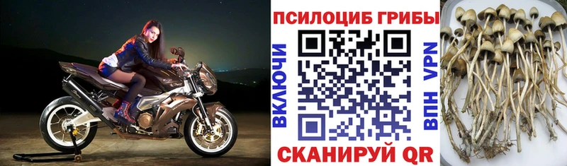 Псилоцибиновые грибы прущие грибы Новоаннинский